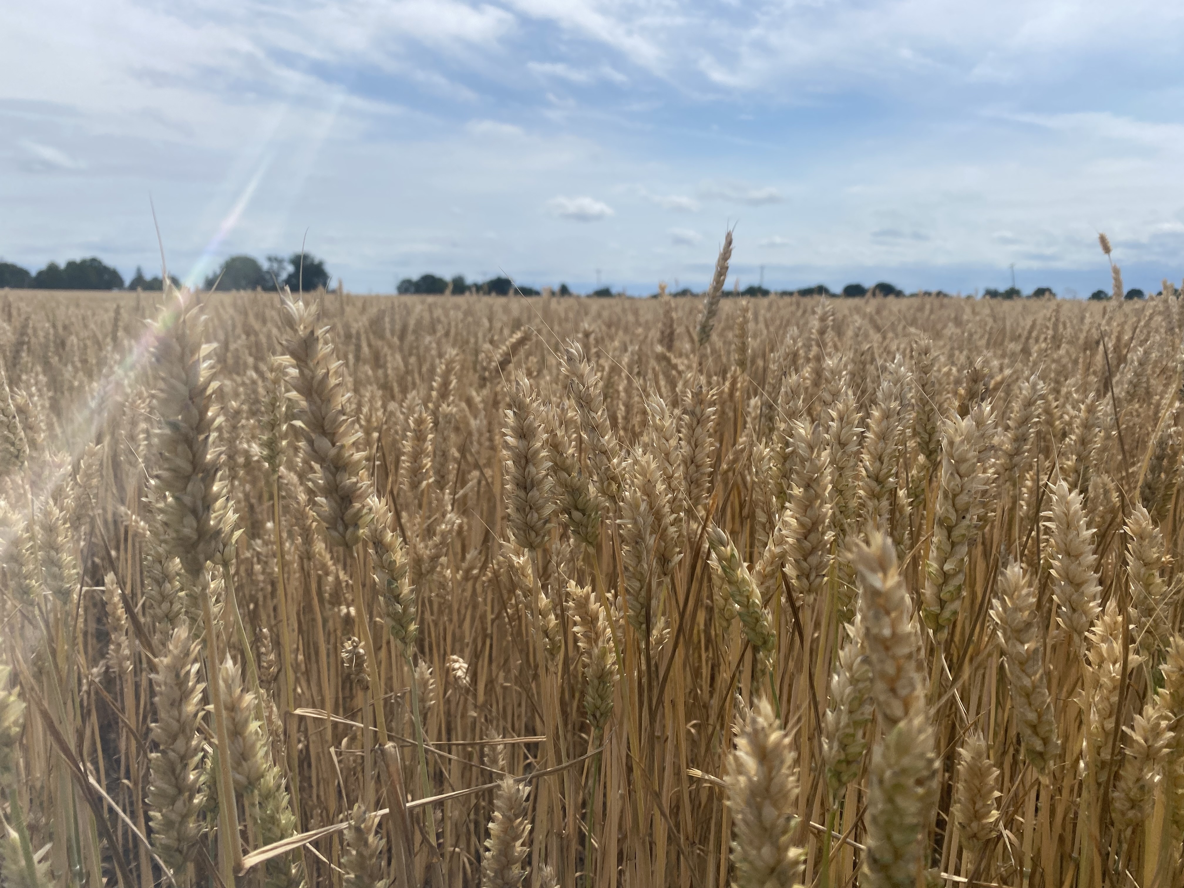 Closeup of a wheat field.